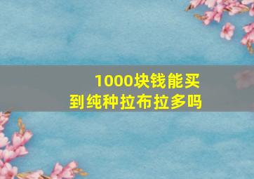 1000块钱能买到纯种拉布拉多吗