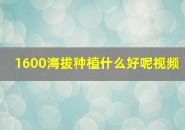 1600海拔种植什么好呢视频