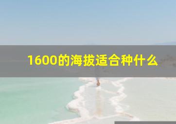 1600的海拔适合种什么