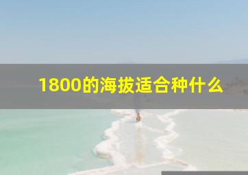 1800的海拔适合种什么