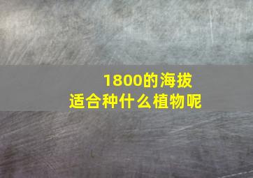 1800的海拔适合种什么植物呢