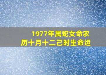 1977年属蛇女命农历十月十二己时生命运