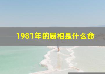 1981年的属相是什么命