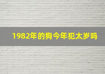 1982年的狗今年犯太岁吗