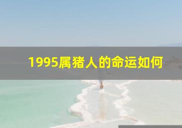 1995属猪人的命运如何