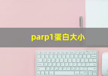 parp1蛋白大小