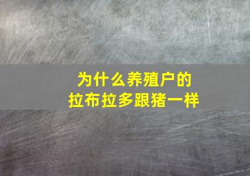 为什么养殖户的拉布拉多跟猪一样