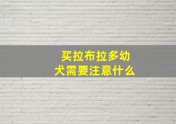 买拉布拉多幼犬需要注意什么