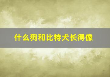 什么狗和比特犬长得像