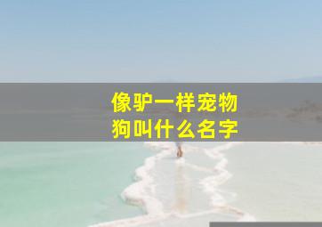 像驴一样宠物狗叫什么名字