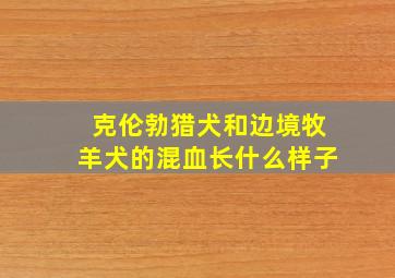 克伦勃猎犬和边境牧羊犬的混血长什么样子