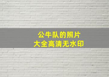 公牛队的照片大全高清无水印