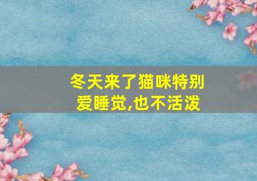 冬天来了猫咪特别爱睡觉,也不活泼