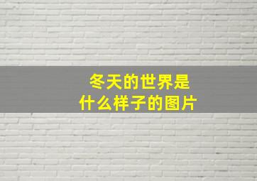 冬天的世界是什么样子的图片