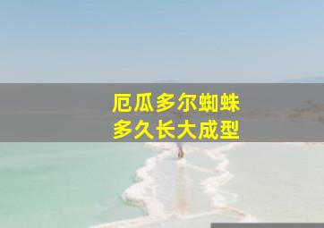 厄瓜多尔蜘蛛多久长大成型