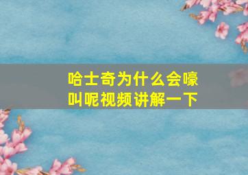 哈士奇为什么会嚎叫呢视频讲解一下