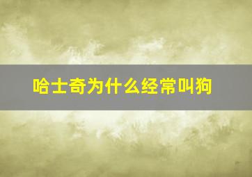 哈士奇为什么经常叫狗