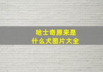 哈士奇原来是什么犬图片大全