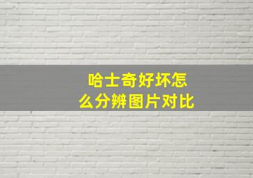 哈士奇好坏怎么分辨图片对比