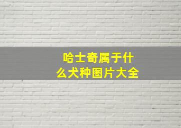 哈士奇属于什么犬种图片大全