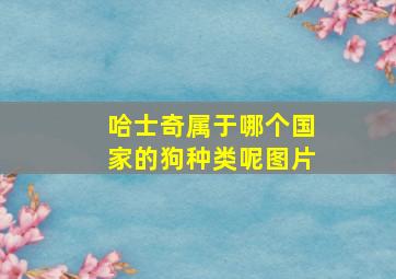 哈士奇属于哪个国家的狗种类呢图片