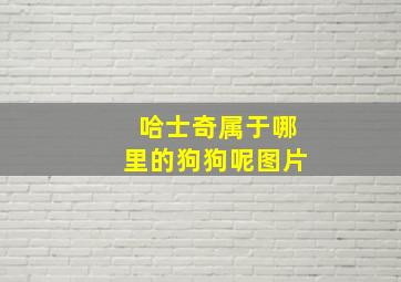 哈士奇属于哪里的狗狗呢图片