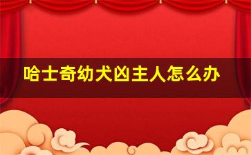 哈士奇幼犬凶主人怎么办