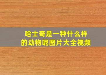 哈士奇是一种什么样的动物呢图片大全视频