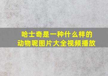 哈士奇是一种什么样的动物呢图片大全视频播放