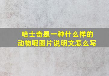 哈士奇是一种什么样的动物呢图片说明文怎么写