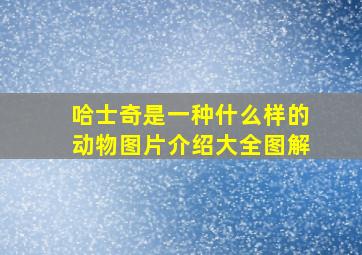 哈士奇是一种什么样的动物图片介绍大全图解