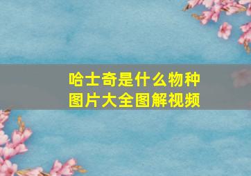 哈士奇是什么物种图片大全图解视频