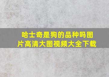 哈士奇是狗的品种吗图片高清大图视频大全下载