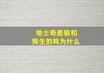 哈士奇是狼和狗生的吗为什么