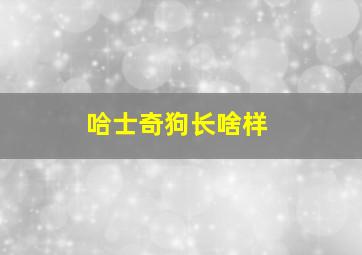 哈士奇狗长啥样