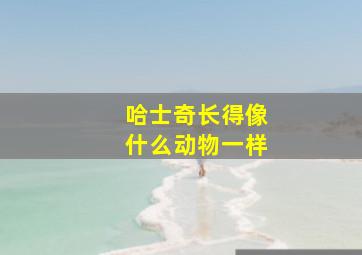 哈士奇长得像什么动物一样