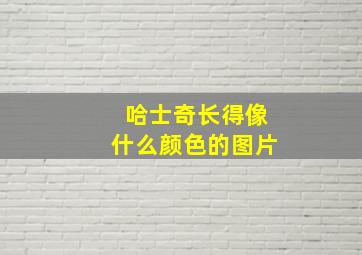 哈士奇长得像什么颜色的图片