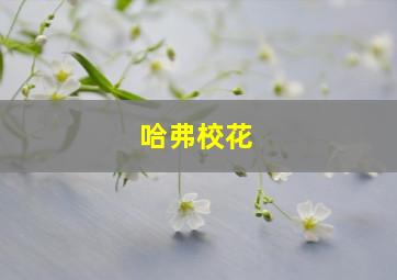 哈弗校花