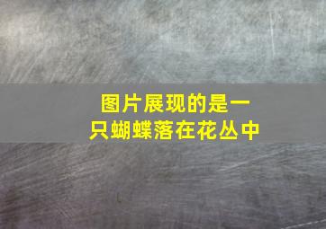 图片展现的是一只蝴蝶落在花丛中