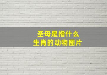 圣母是指什么生肖的动物图片