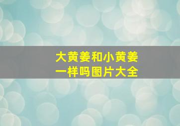 大黄姜和小黄姜一样吗图片大全