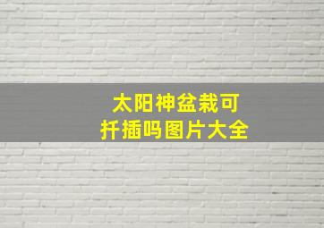 太阳神盆栽可扦插吗图片大全