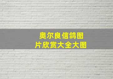 奥尔良信鸽图片欣赏大全大图