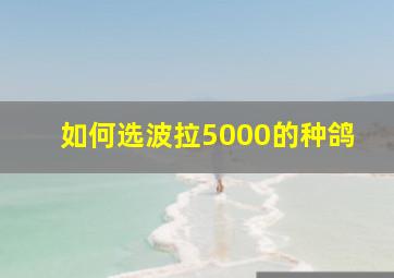 如何选波拉5000的种鸽