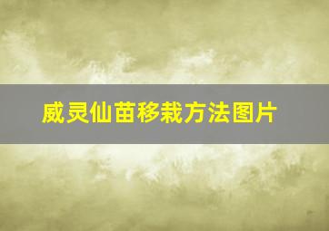 威灵仙苗移栽方法图片