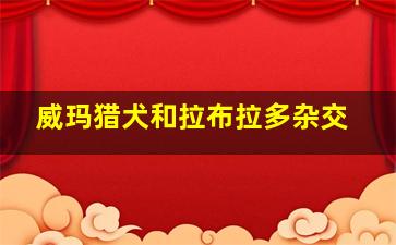 威玛猎犬和拉布拉多杂交