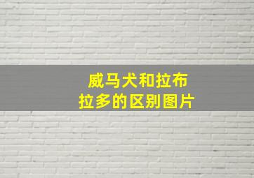 威马犬和拉布拉多的区别图片