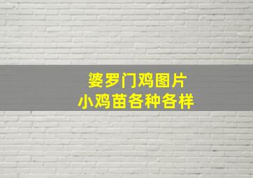 婆罗门鸡图片小鸡苗各种各样