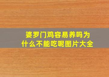 婆罗门鸡容易养吗为什么不能吃呢图片大全