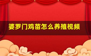 婆罗门鸡苗怎么养殖视频